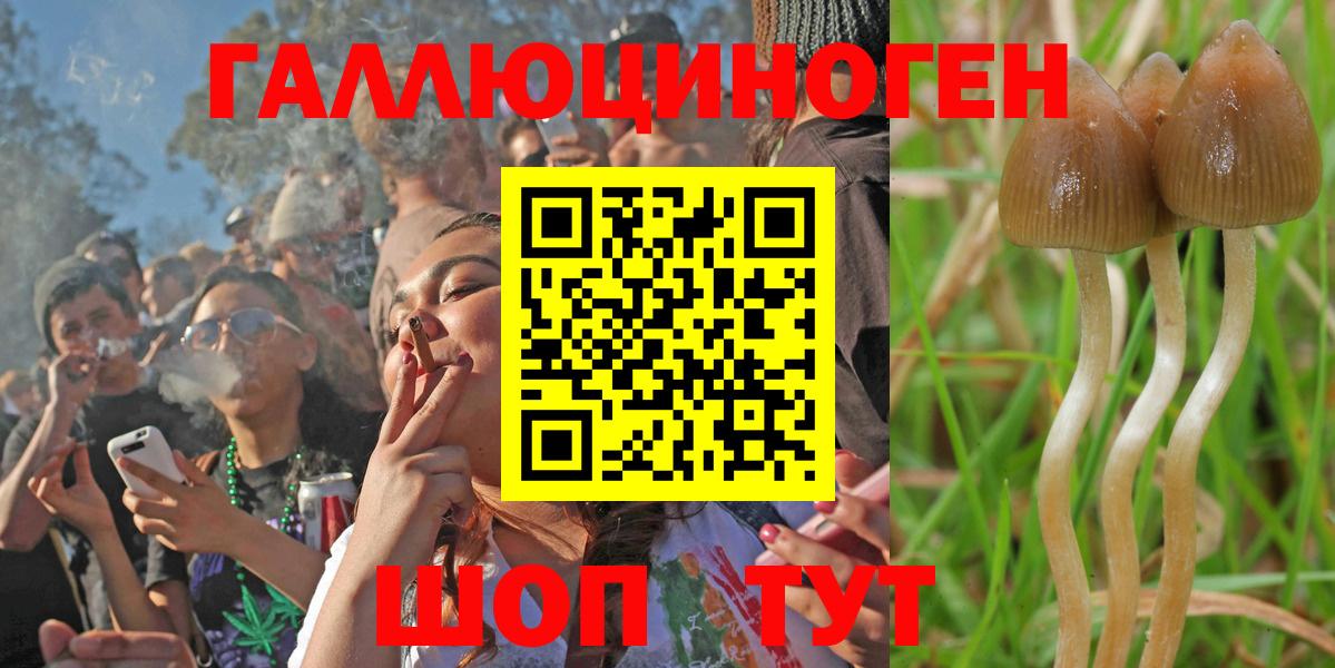 Псилоцибиновые грибы Cubensis Семёнов